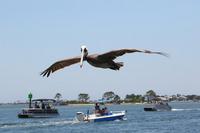 2020-jun-14-pirates-1-1300-1330-IMG_1275