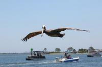 2020-jun-14-pirates-1-1300-1330-IMG_1276