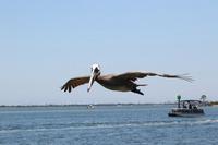 2020-jun-14-pirates-1-1300-1330-IMG_1277