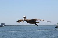 2020-jun-14-pirates-1-1300-1330-IMG_1278