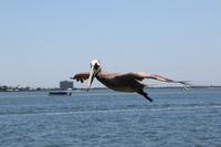 2020-jun-14-pirates-1-1300-1330-IMG_1279