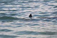 2020-jun-21-pirates-1-1330-1400-IMG_2034