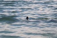 2020-jun-21-pirates-1-1330-1400-IMG_2035