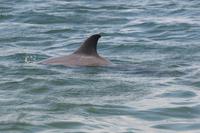 2020-jun-21-pirates-1-1330-1400-IMG_2037