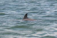 2020-jun-21-pirates-1-1330-1400-IMG_2038